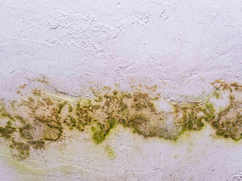 eliminar hongos de la pared